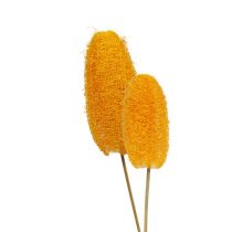Produkt Mała luffa na patyku, złotożółta, 25 sztuk