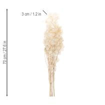 Produkt Suszone kwiaty Lunaria, fiołek księżycowy, liść srebrny, suszone, 60-80 cm, 30 g