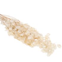 Produkt Suszone kwiaty Lunaria, fiołek księżycowy, liść srebrny, suszone, 60-80 cm, 30 g
