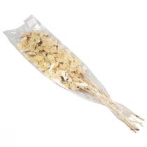 Produkt Lunaria Deco Moon Violet Silver Leaf Suszony 90cm 100g