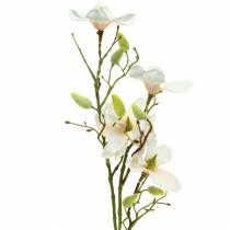 Produkt Magnolia Brzoskwinia 85 cm