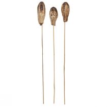 Produkt Strąki Mahoniowe Sucha Dekoracja Naturalna 45cm 50 szt