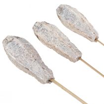 Produkt Strąki mahoniu sucha dekoracja naturalna biel 45cm 50 szt