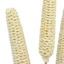 Kolby kukurydzy bielonej na patyku 20szt