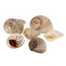 Maritime deco shell mix natura 400g