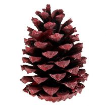 Produkt Szyszki Maritima 10-15cm czerwone matowe 12 szt