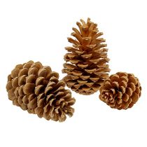 Produkt Szyszki Maritima kremowo-waniliowy mieszany 5-18cm 25 szt