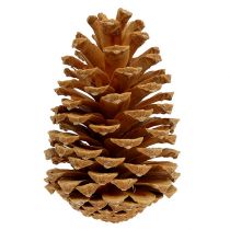 Produkt Szyszki Maritima kremowo-waniliowy mieszany 5-18cm 25 szt