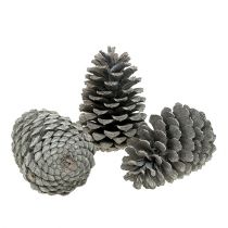 Produkt Szyszki Maritima 10cm - 14cm bielone 25 szt