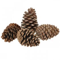 Produkt Szyszki Maritima, florystyka żałobna, dekoracja adwentowa, produkt naturalny W12-15cm Ø6,5-10cm 50 sztuk