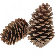 Produkt Szyszki Maritima, florystyka żałobna, dekoracja adwentowa, produkt naturalny W12-15cm Ø6,5-10cm 50 sztuk