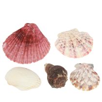 Produkt Morska mieszanka muszli dekoracyjnych w siatce kolorowa 3,5-6cm 300g × 3szt