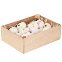 Produkt Dekoracja morska muszla jeżowca różowa, biała dekoracja rozproszona 20 sztuk