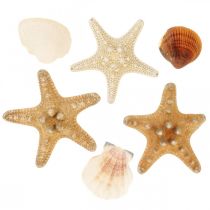 Dekoracje morskie muszle rozgwiazdy rękodzieło posypki materiałowe