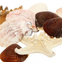 Dekoracje morskie muszle rozgwiazdy rękodzieło posypki materiałowe