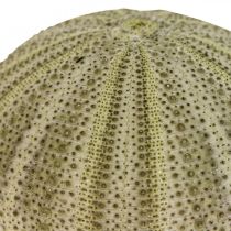 Produkt Maritime Deco Sea Urchin Deco Green Summer Deco Ø5-6cm 17szt