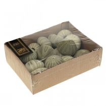 Produkt Dekoracja żeglarska, jeżowiec, zielona, letnia, Ø5-6cm, 15 szt.
