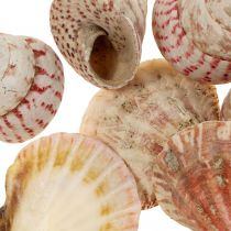 Dekoracja morska prawdziwe muszle dekoracja z muszli ślimaków 700g