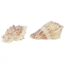 Produkt Morska dekoracja stołu dekoracja rozproszona dekoracja naturalna naturalna biel 400g