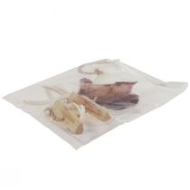 Produkt Morski wieszak dekoracyjny muszla rozgwiazda Ø10–12cm 40cm