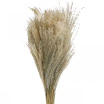 Produkt Sucha trawa Miscanthus 55-75cm Trawa z piórami Naturalna 100p