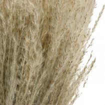 Produkt Trawa sucha Miskant 55-75cm Trawa pierzasta naturalna 100 szt
