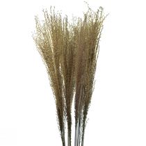 Miskant chiński trzcina sucha trawa sucha dekoracja 75cm 10szt