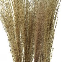 Miskant chiński trzcina sucha trawa sucha dekoracja 75cm 10szt
