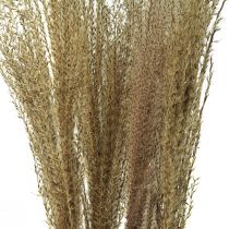 Produkt Miskant trzcinowy chiński sucha trawa dekoracja sucha 75cm 10 szt