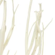 Produkt Gałęzie Mitsumata białe 34-60cm 12szt