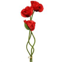 Produkt Mak czerwony 58cm - 74cm 3 szt
