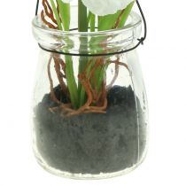 Produkt Kwiat maku w szkle do zawieszenia Biały H22cm