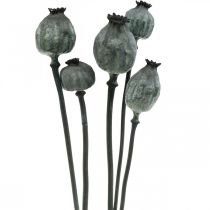 Kapsułki makowe w kolorze czarnym, sucha florystyka Dekoracja z maku 50-60cm 5szt