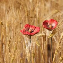 Produkt Ceramiczny kwiat maku romantyczna dekoracja do wiosennego ogrodu i rabat kwiatowych 31 cm 6 szt.