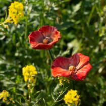 Produkt Patyczki ozdobne do ogrodu Poppy, idealny element dekoracyjny do Twojego ogrodu, 42 cm, 4 sztuki