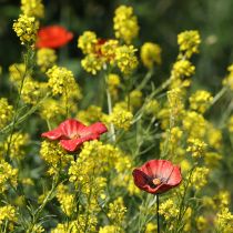 Produkt Palec ogrodowy makowy ceramiczny, nietypowy wzór do kwietników, 52 cm, 2 sztuki