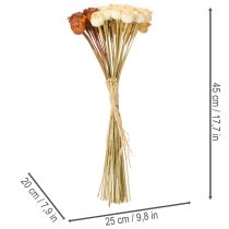 Produkt Suszone sztuczne strąki maku, bukiet trzech kolorów, 40cm, 45 sztuk