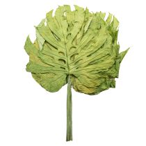 Produkt Suszone liście Monstery, dekoracja okienna, wys. 50cm, 5 szt.