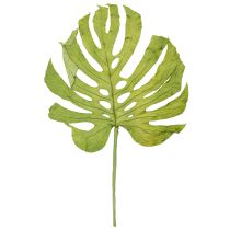 Produkt Suszone liście Monstery, dekoracja okienna, wys. 50cm, 5 szt.