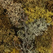 Produkt Obraz mchu Prawdziwy obraz mchu z zachowaną ramą o wymiarach 40×30cm