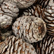 Produkt Szyszki Murii naturalne 500g