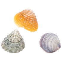Produkt Muszle dekoracyjne – wyjątkowy element przyciągający wzrok do łazienek i salonów – 300 g