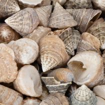 Produkt Muszle dekoracyjne – wyjątkowy element przyciągający wzrok do łazienek i salonów – 300 g