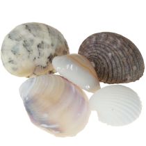 Produkt Dekoracja muszlowa mini sercówki muszle ślimaka 1–3 cm 340 g