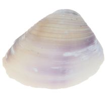 Produkt Dekoracja muszlowa mini sercówki muszle ślimaka 1–3 cm 340 g