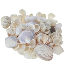 Produkt Dekoracja muszlowa mini sercówki muszle ślimaka 1–3 cm 340 g
