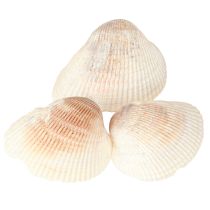 Produkt Muszle dekoracyjne muszle sercówki biało-brązowe 5-7cm 300g