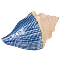 Produkt Muszla Dekoracja Morska Ceramiczna Niebiesko-Beżowa 16,5×11×9,5cm 2 szt