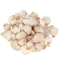 Produkt Małża Umachi 500g