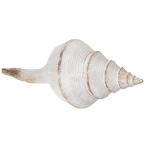 Produkt Dekoracyjna muszla morska do stylowej dekoracji w stylu marynistycznym, 44 cm